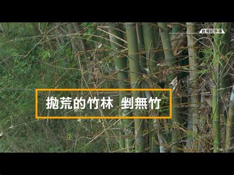 竹子擋煞|【竹子風水】竹子風水，開啟你家財運與健康運的秘訣